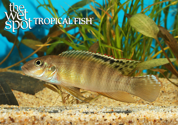 Wallaceochromis signatus