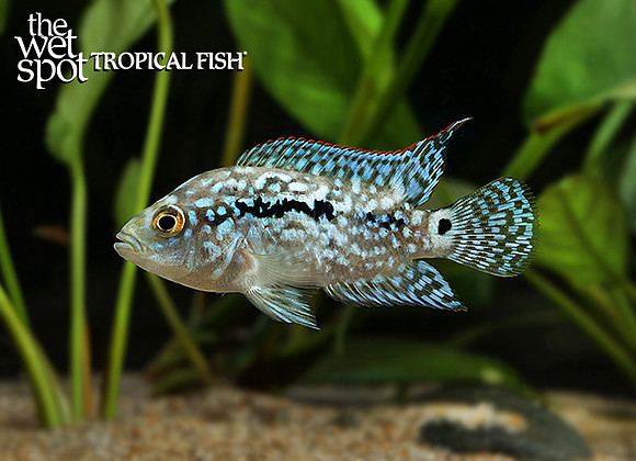 Rocio octofasciata "Electric Blue Jack Dempsey"