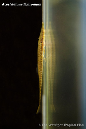 Green Farlowella - Acestridium dichromum