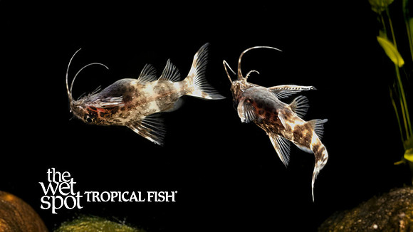 Synodontis nigriventris "Upside-Down Cat"