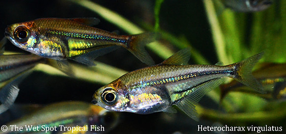 Heterocharax virgulatus - Azure Tetra