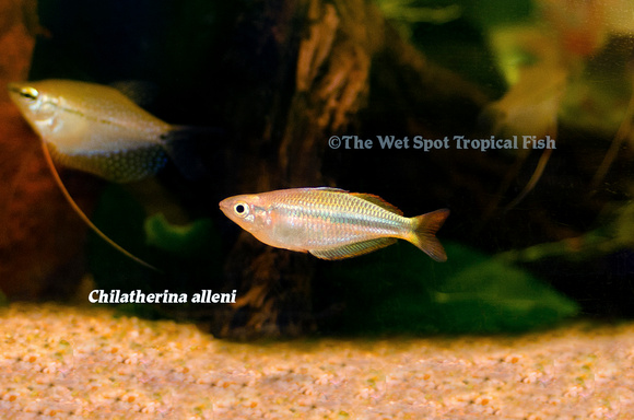 Alleni Rainbowfish - Chilatherina alleni