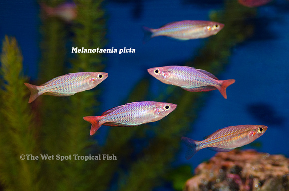 Picta Rainbowfish - Melanotaenia picta