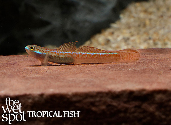 Annie's Goby -  Stiphodon annieae