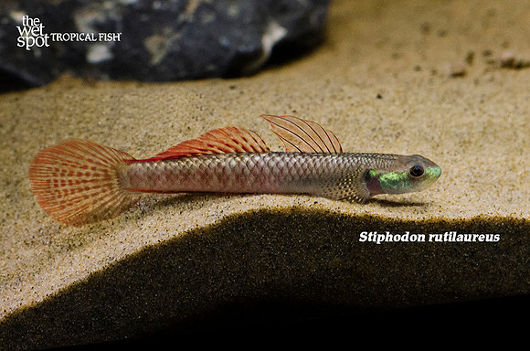 Golden Spot Goby - Stiphodon rutilaureus