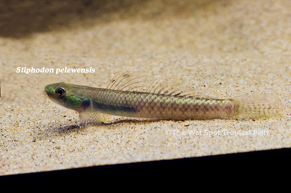 Palauan Goby - Stiphodon pelewensis