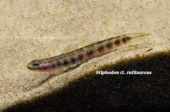 Golden Red Goby - Stiphodon cf. rutilaureus