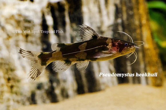 Pseudomystus heokhuii - Tiger Stripe Bee Catfish