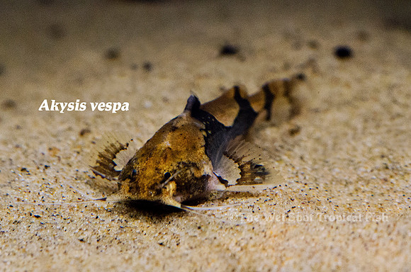 Akysis vespa - Burmese Orange Mini Bee Catfish