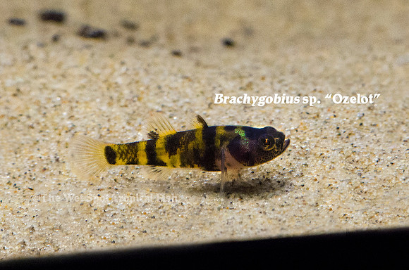Tiger Bumble Bee Goby - Brachygobius sp. Ozelot