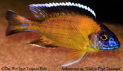 Aulonocara sp. "Usisya Type Tanzania"