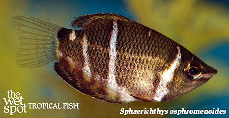 Sphaerichthys osphromenoides - Chocolate Gourami