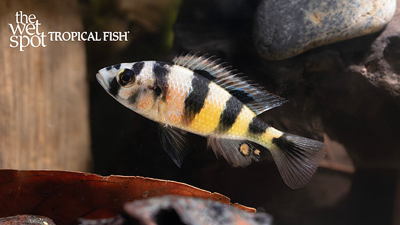 Astatotilapia latifasciata "Zebra Obliquidens"