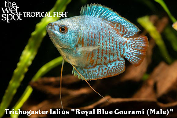Royal Blue Gourami