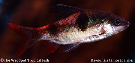 Dawkinsia tambraparniei, Male - Trade Arulius Barb