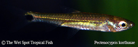 Pectenocypris korthusae - Tail Spot Rasbora