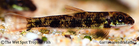 Garra surendranathi - Green Neon Garra