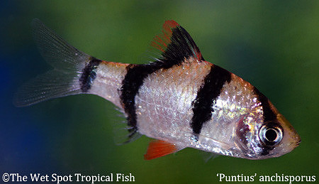 Puntius anchisporus - Borneo Tiger Barb