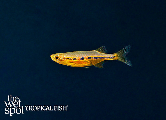 Neochela dadiburjori Orange Hatchet