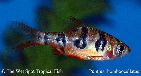 Puntius rhomboocellatus - Rhombo Barb/Snakeskin Barb