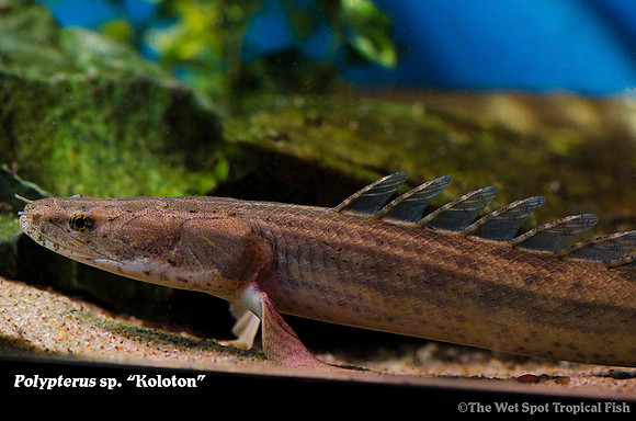 Koloton Bichir - Polypterus sp. Koloton