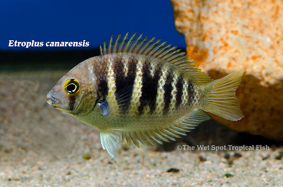 Etroplus canarensis - Pearl Chromide Cichlid
