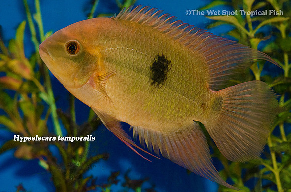 Hypselecara temporalis - Chocolate Cichlid