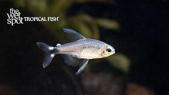 Hyphessobrycon elachys "Reed Tetra"
