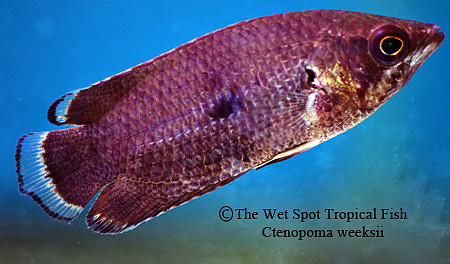 Ctenopoma weeksii - Mottled Ctenopoma