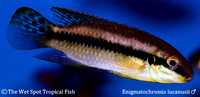 Enigmatochromis lucanusii ♂