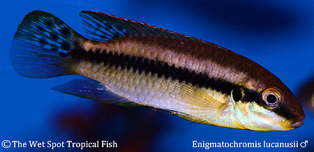 Enigmatochromis lucanusii ♂