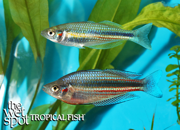 Melanotaenia duboulayi"Crimson Spotted Rainbow"