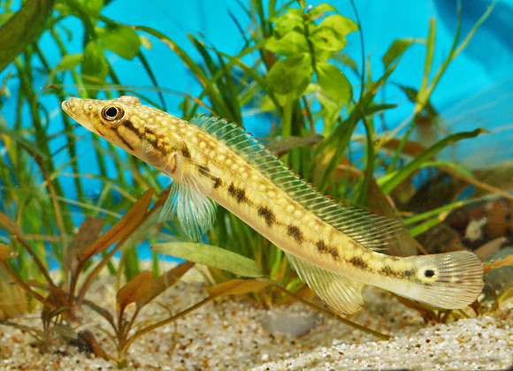 Crenicichla jegui "Brazil"