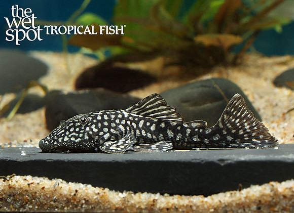 Pseudancistrus genisetiger
