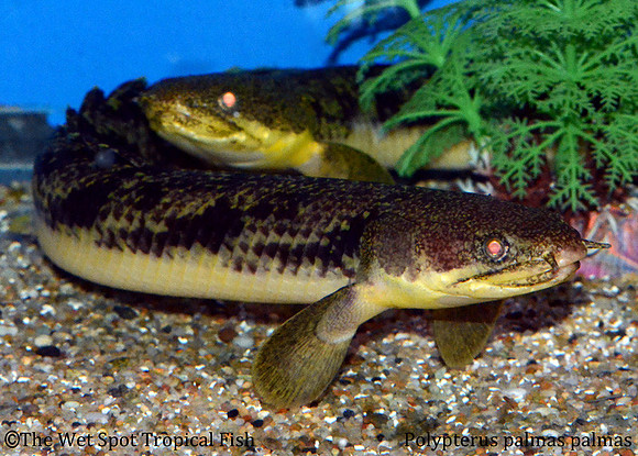 Marbled Bichir - Polypterus palmas palmas
