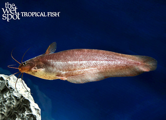 Neosilurus brevidorsalis - Short Finned Tandan