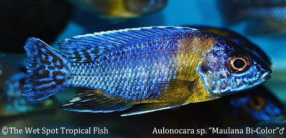 Aulonocara sp. "Maulana Bi-Color"
