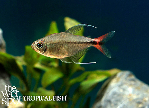 Hemigrammus filamentosus - Phoenix Tetra