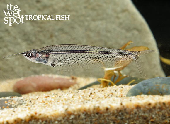 Kryptopterus vitreolus Asian Glass Cat