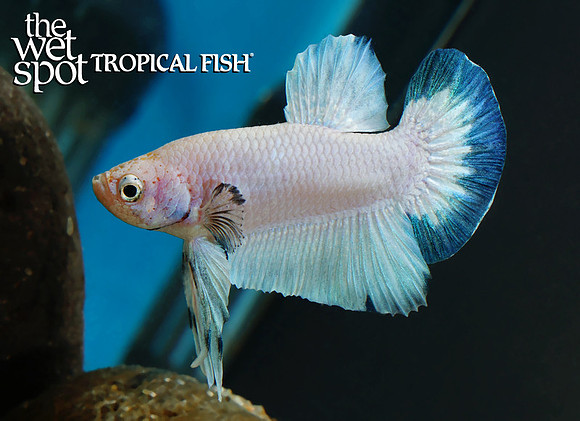 Marble plakat betta