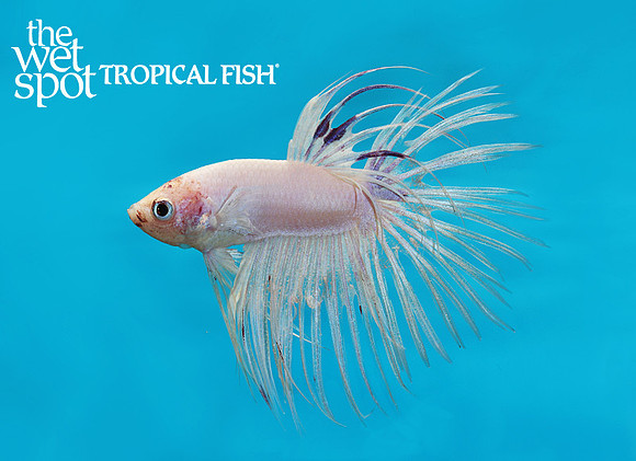 White ghost crowntail betta