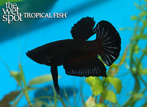 Super black plakat betta