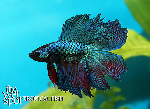 Half moon double tail betta