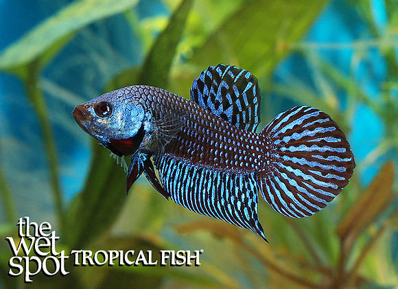 Alien blue betta