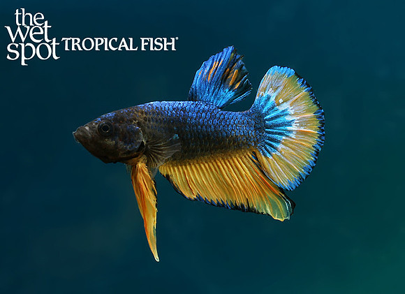 Blue mustard plakat betta
