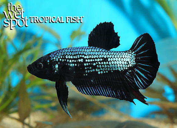 Green black plakat betta