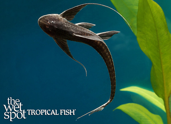 Pterosturisoma microps "Antenna Cat" "Peru"