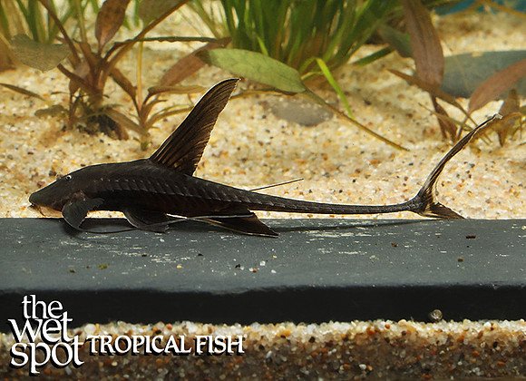 Pterosturisoma microps "Antenna Cat" "Peru"