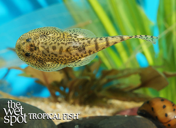 Sewellia breviventralis "Saddled Hillstream Loach"