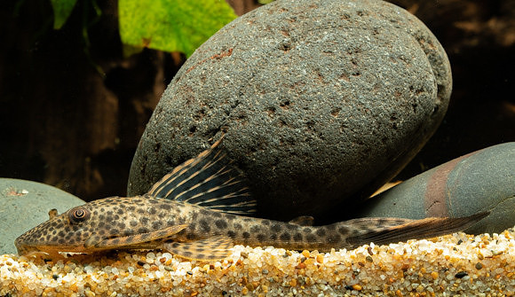 “L153” “Spotted Squaliforma”